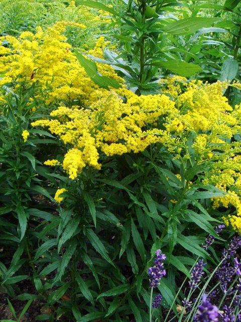 Solidago canadensis 'Goldkind'